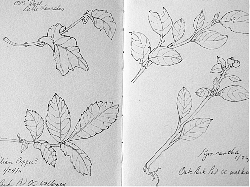Committing to a leaf a day in your sketchbook.