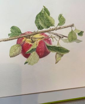 The final stages demonstrating composition in botanical art