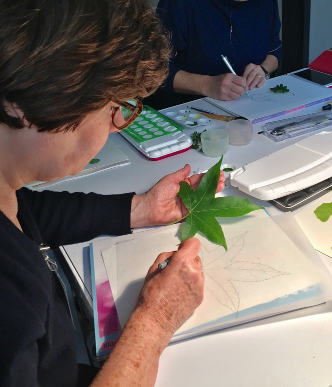 Drawing in botanical art from a specimen, not a digital device or photographic image.