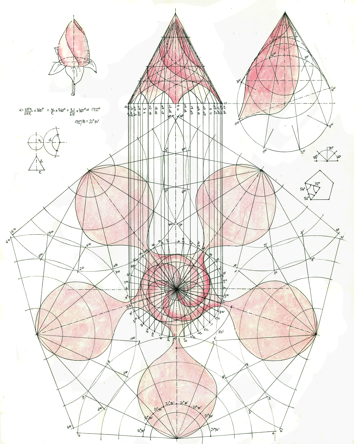 Descriptive geometry in botanical art