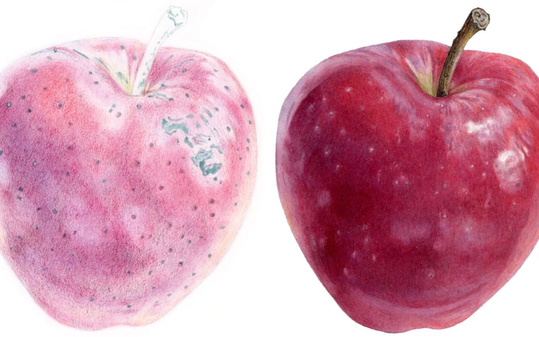 The botanical ugly duckling