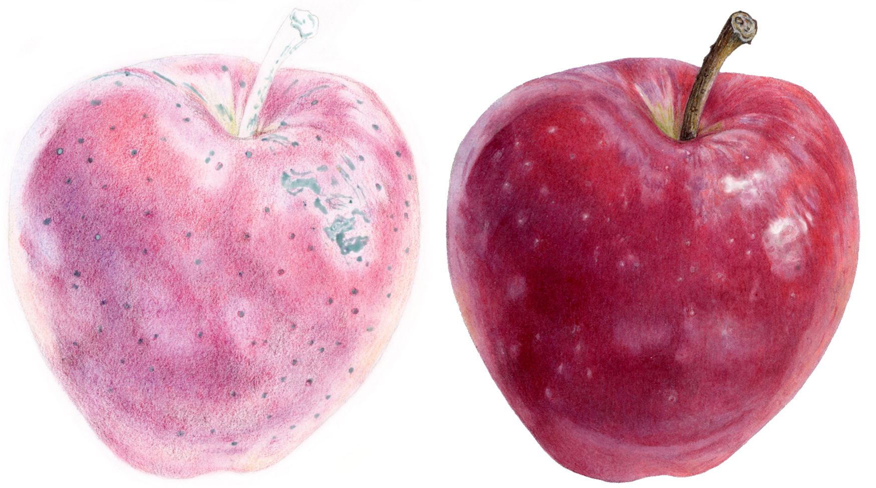 Margaret ugly duckling apples