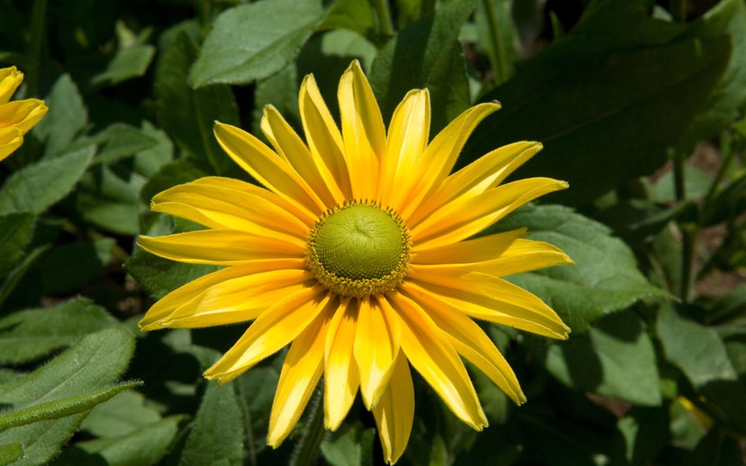 A word of caution for Rudbeckia painters: handle with care