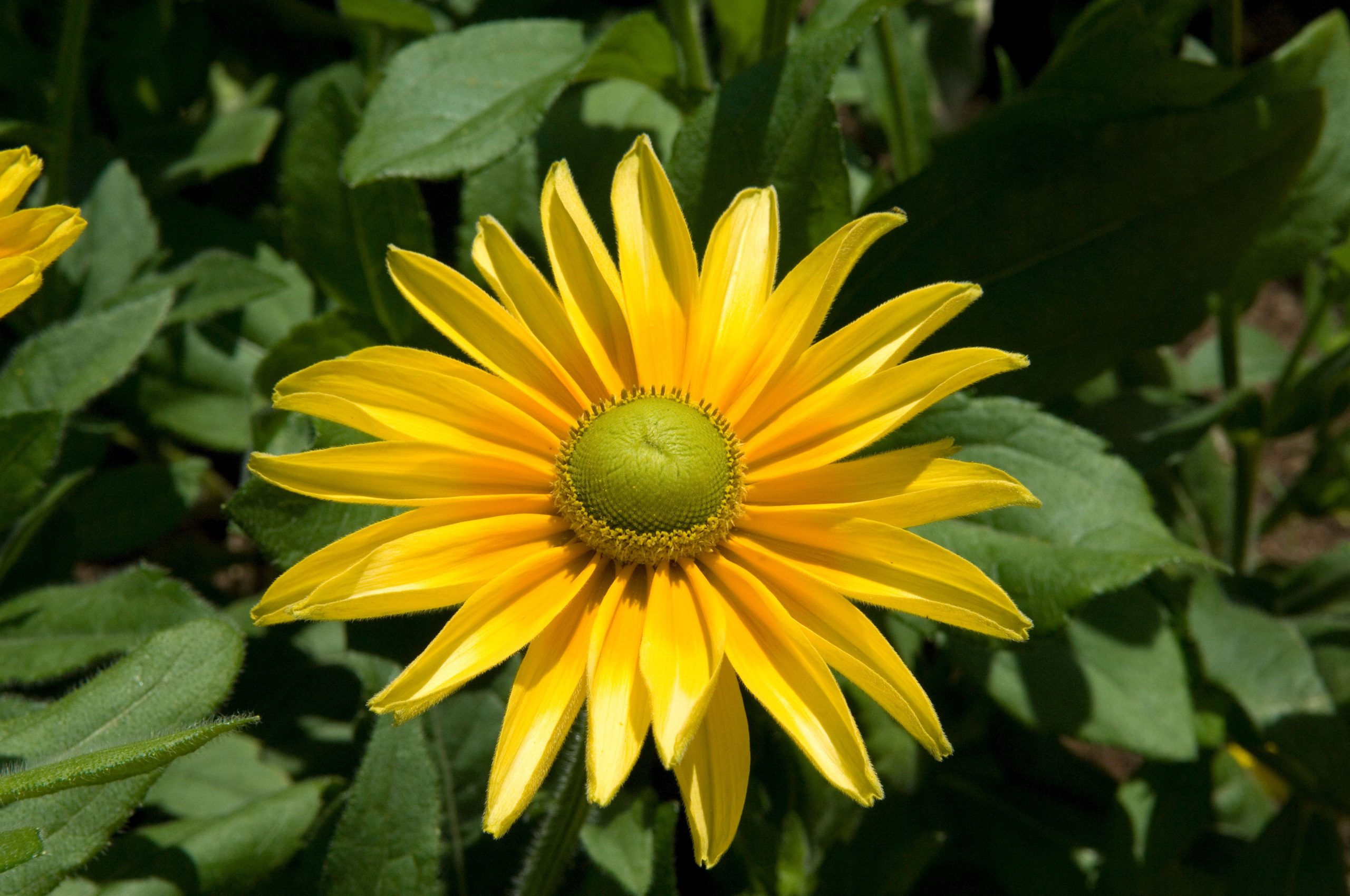 Sonnenhut; Prairie Sun